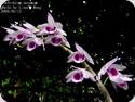 Dendrobium anosmum